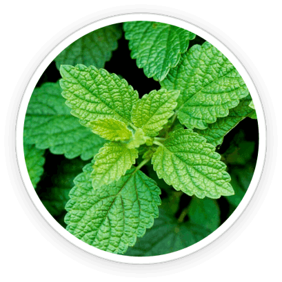PrimeBiome  Ingredients 