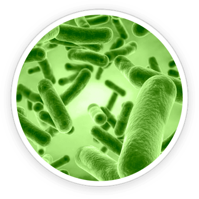 PrimeBiome  Ingredients 